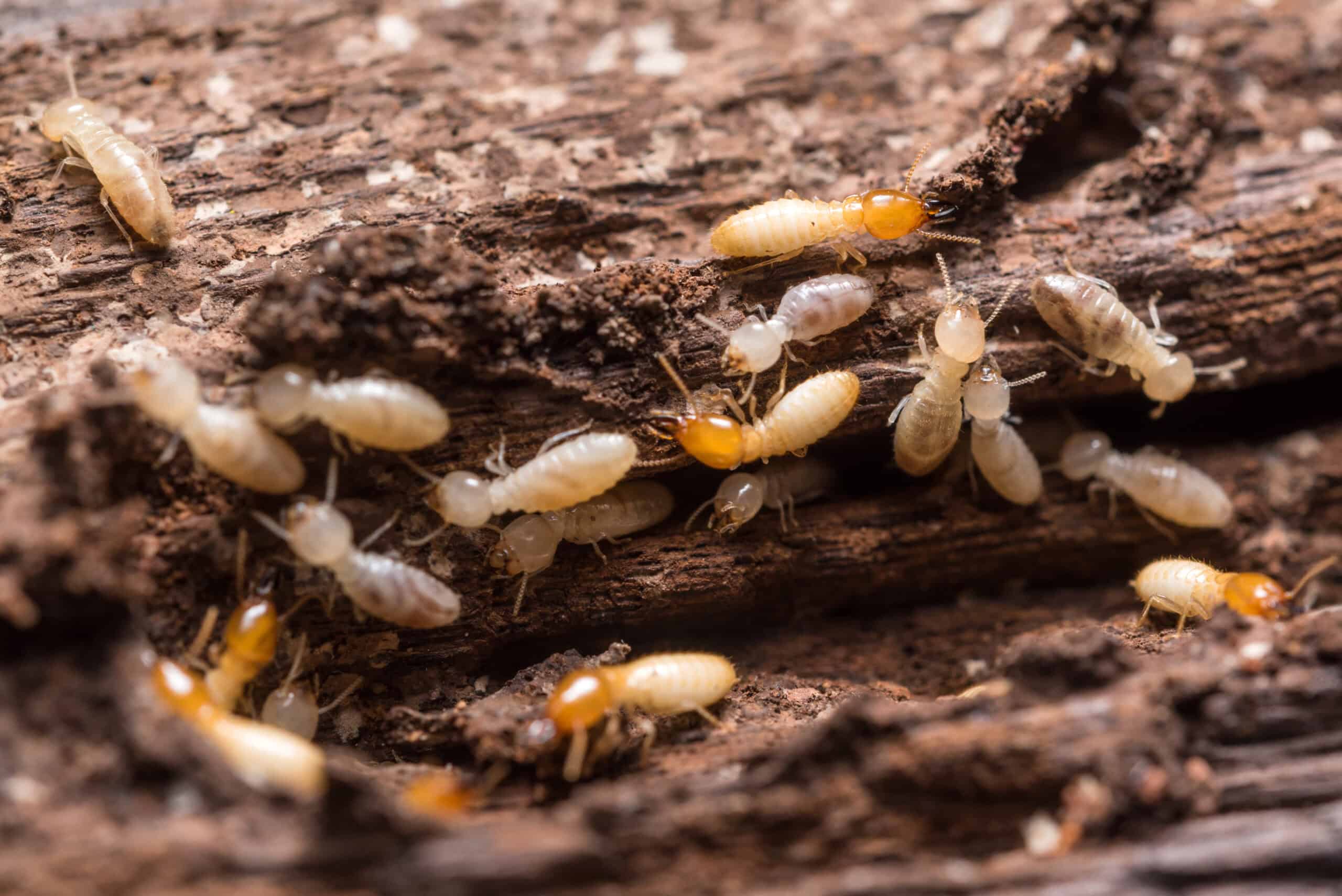 Livingston parish termite and pest control solutions