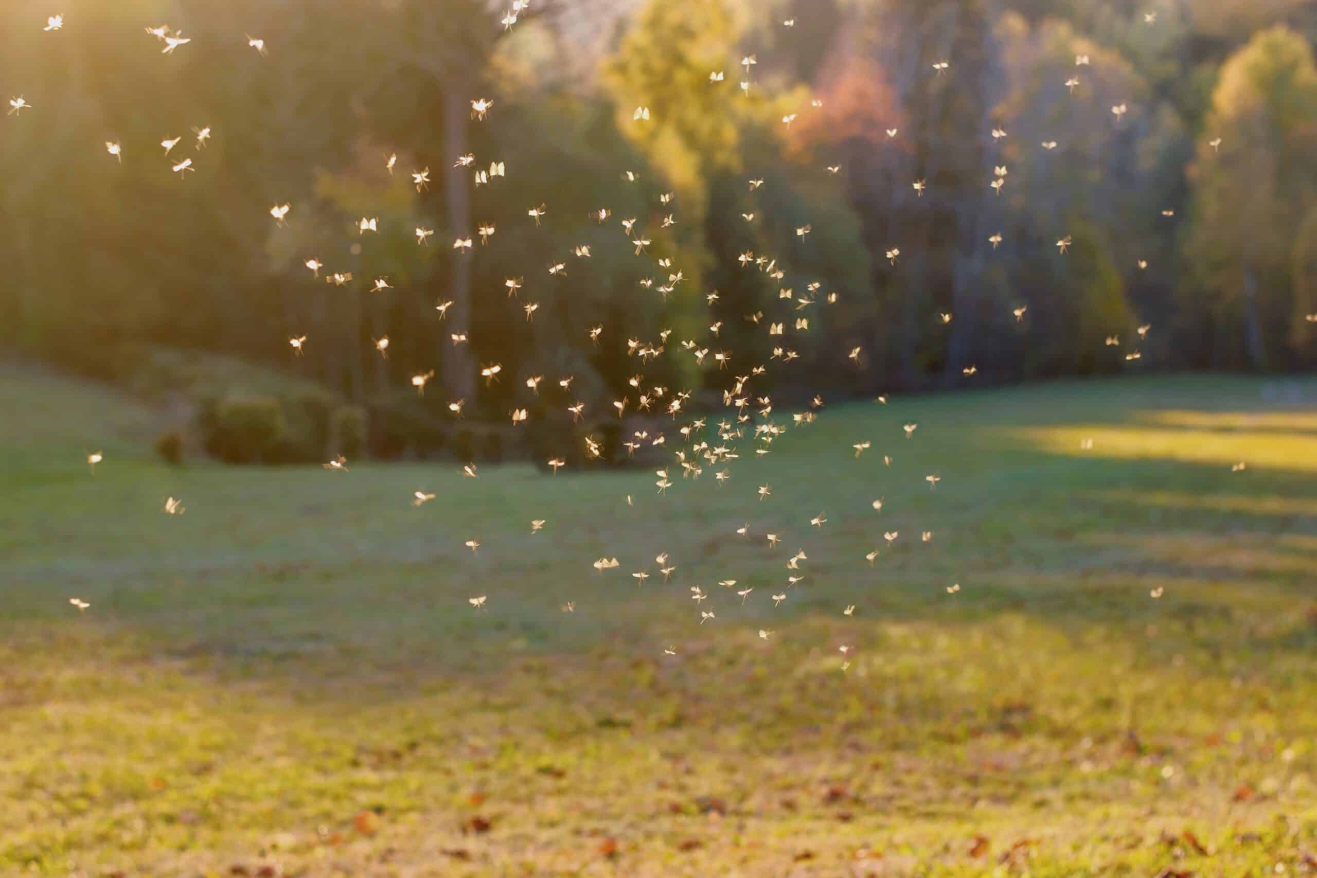 Parish pest control provides mosquito control for Louisiana residents