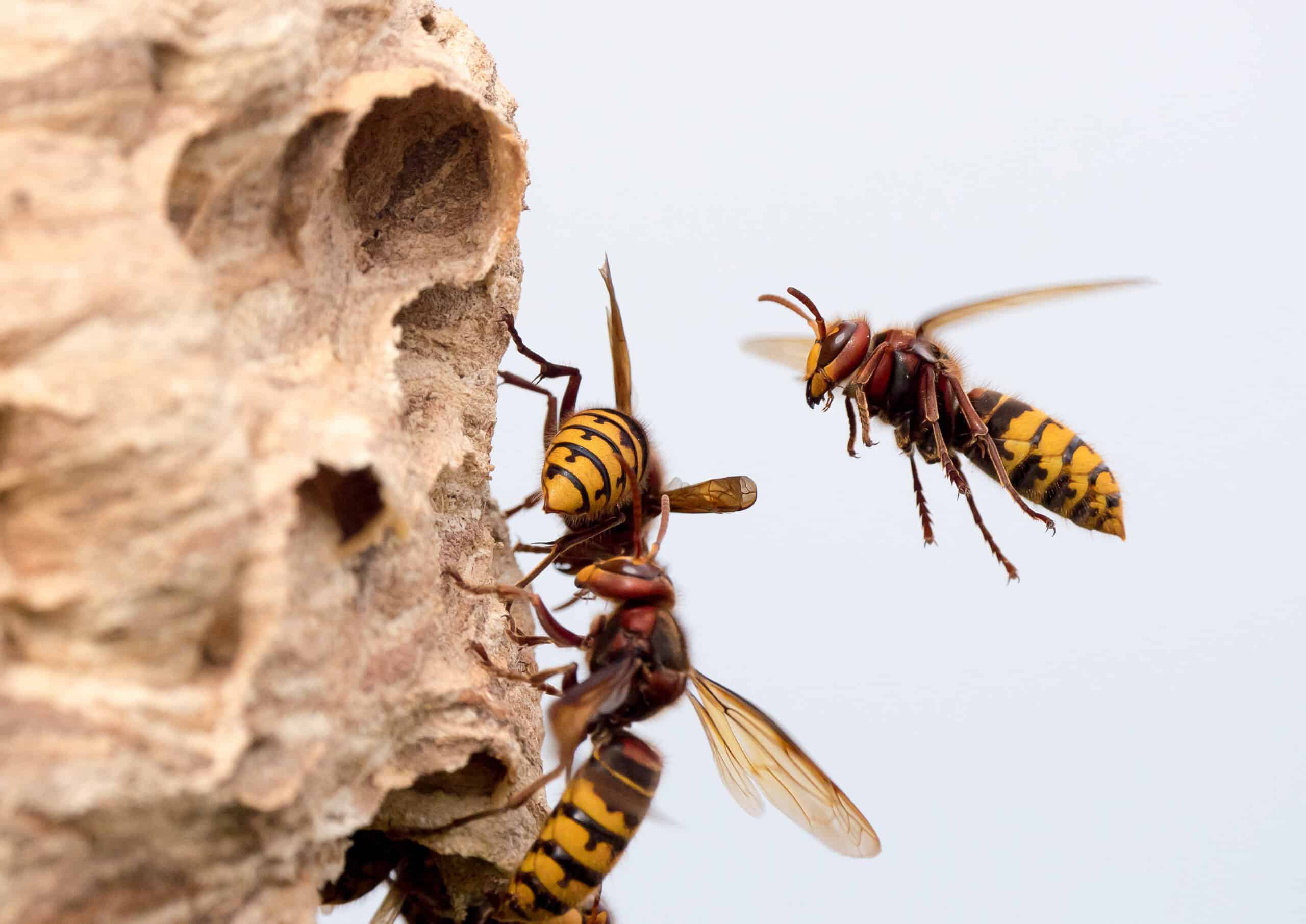 parish pest control provides pest control services for dealing with all species of wasp and hornets