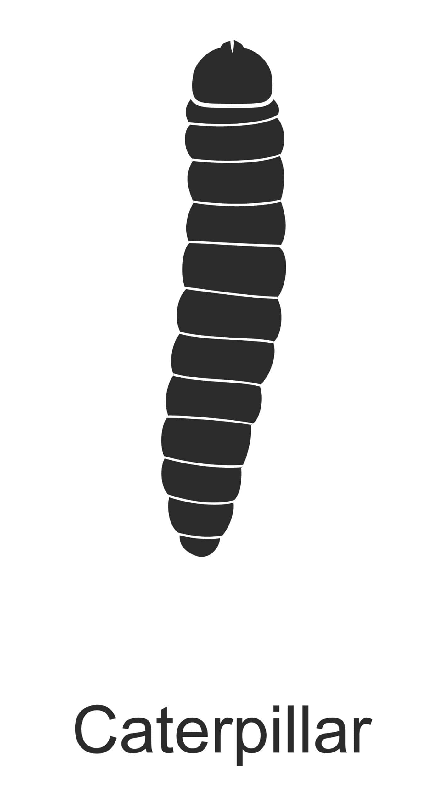 caterpillar parish pest control common household pest