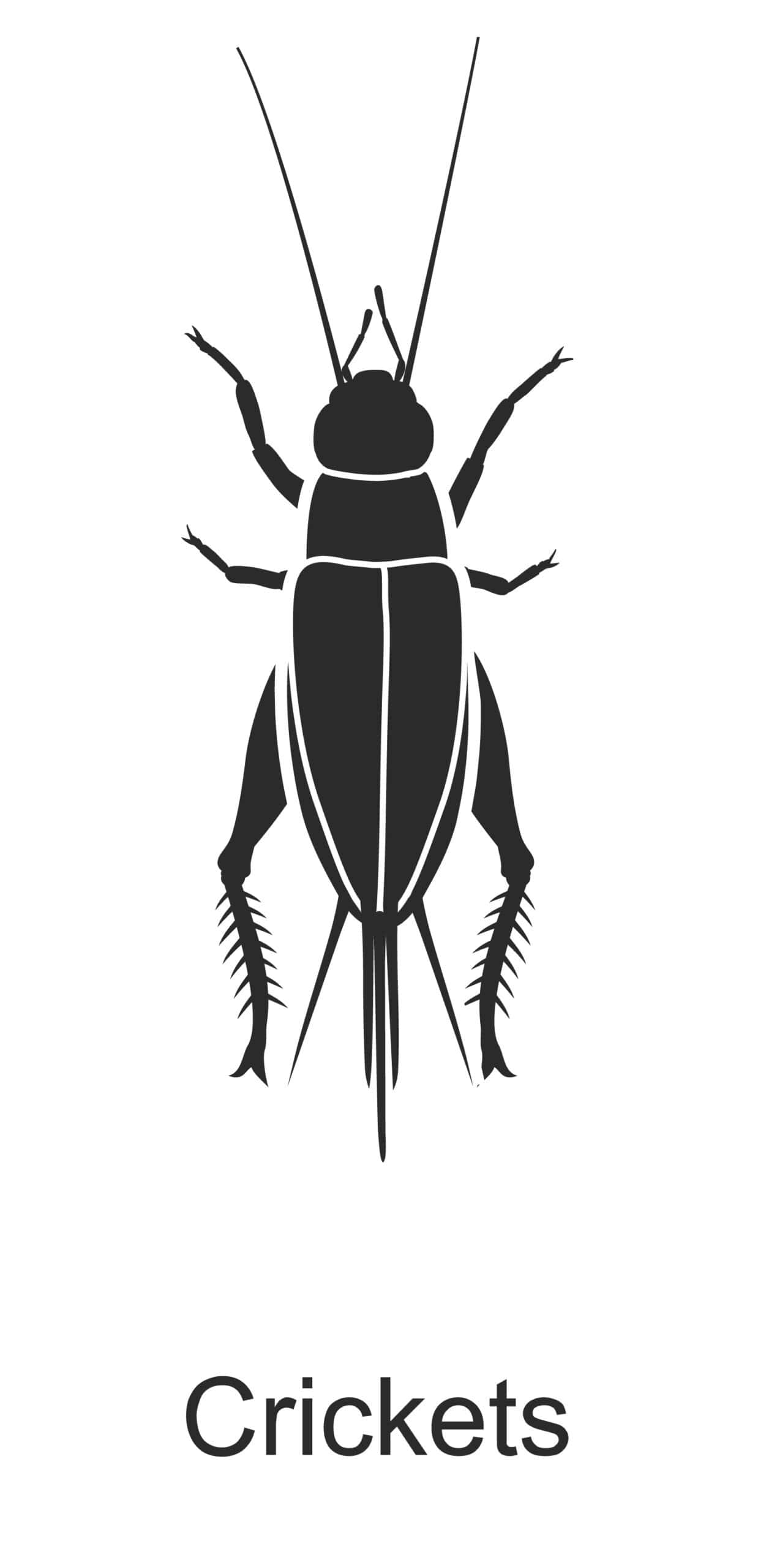 cricket parish pest control common household pest