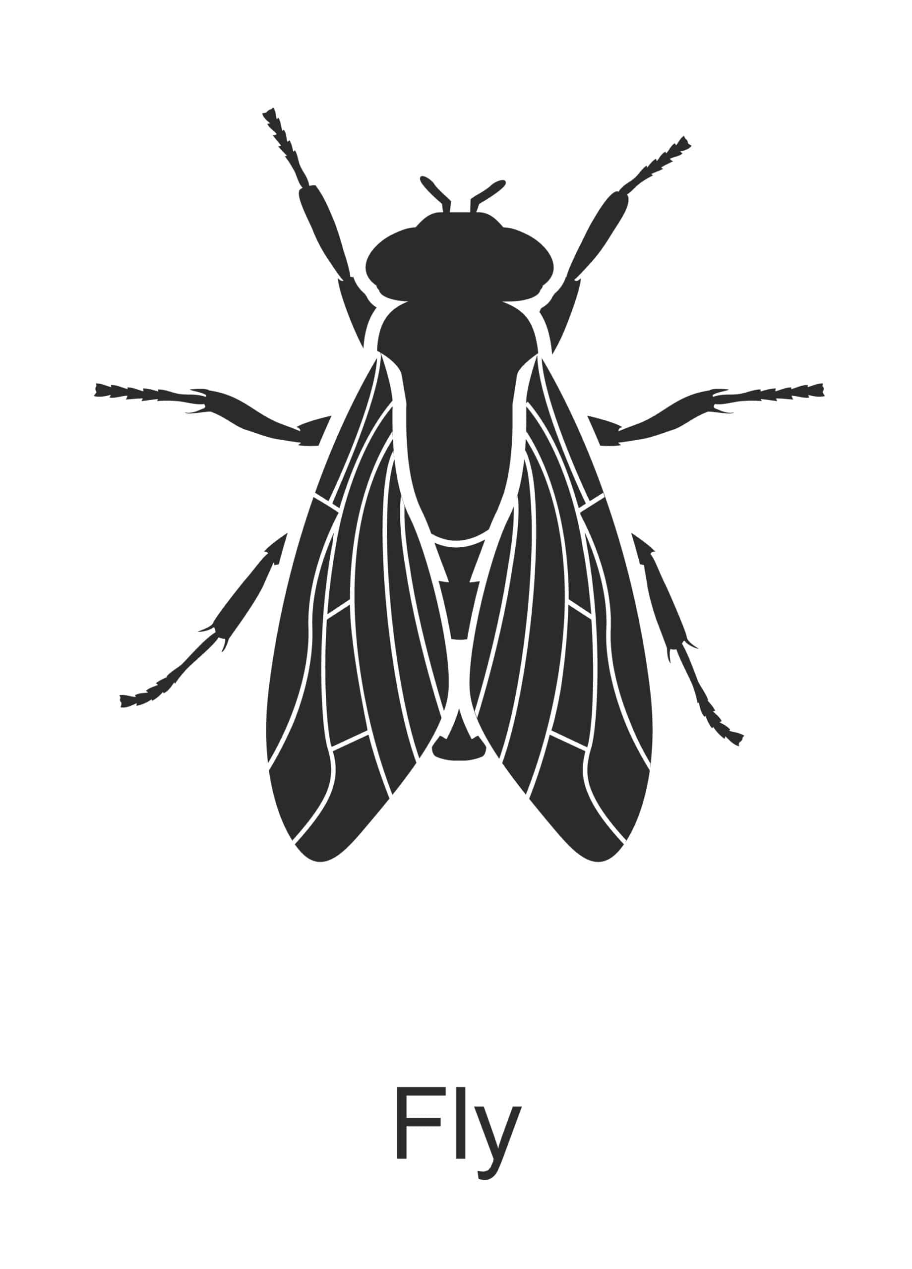 fly parish pest control common household pest
