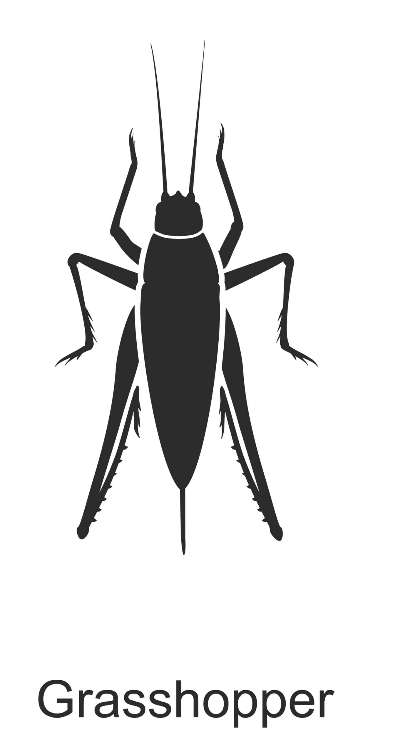 grasshopper parish pest control common household pest