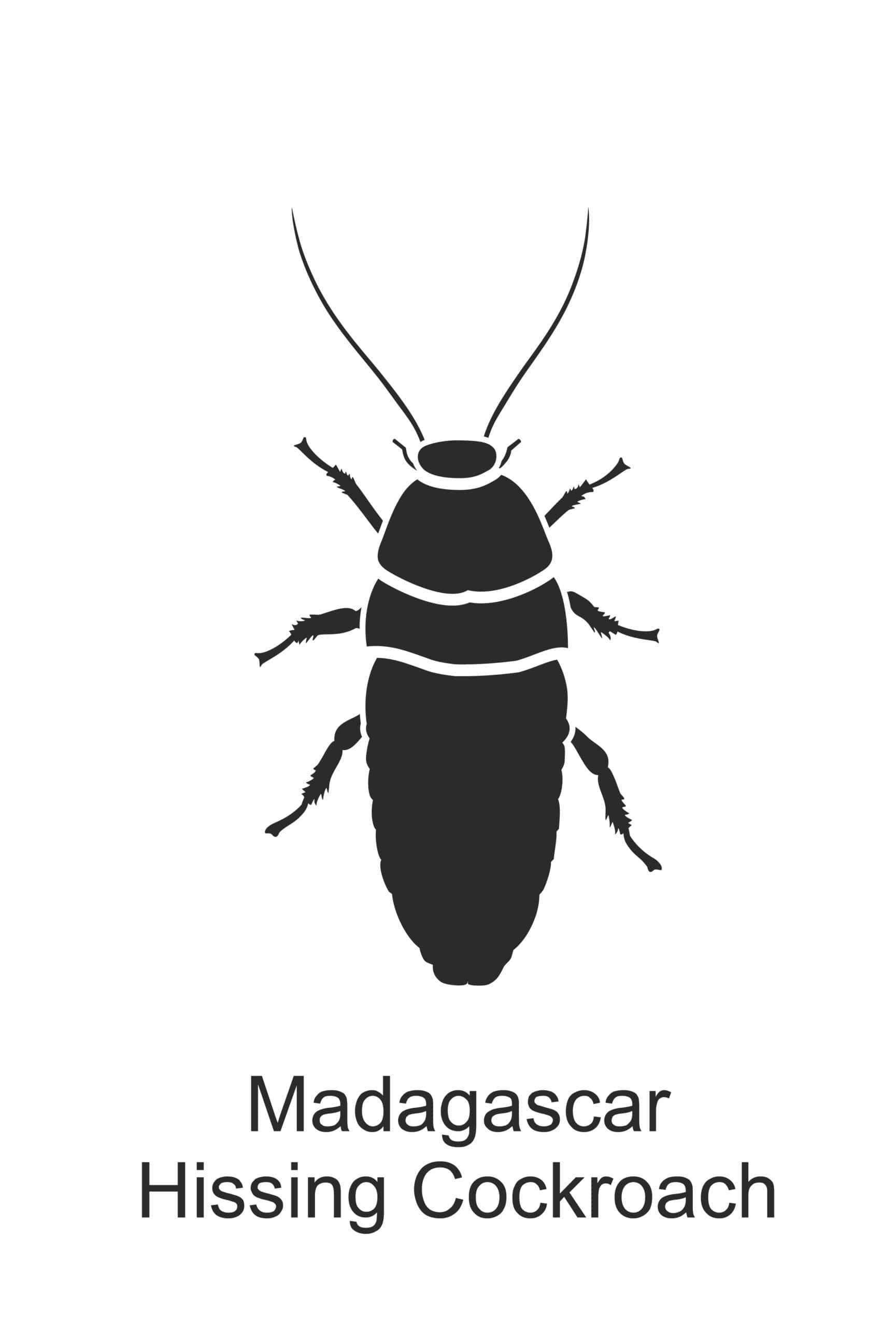 hissing cockroach parish pest control common household pest