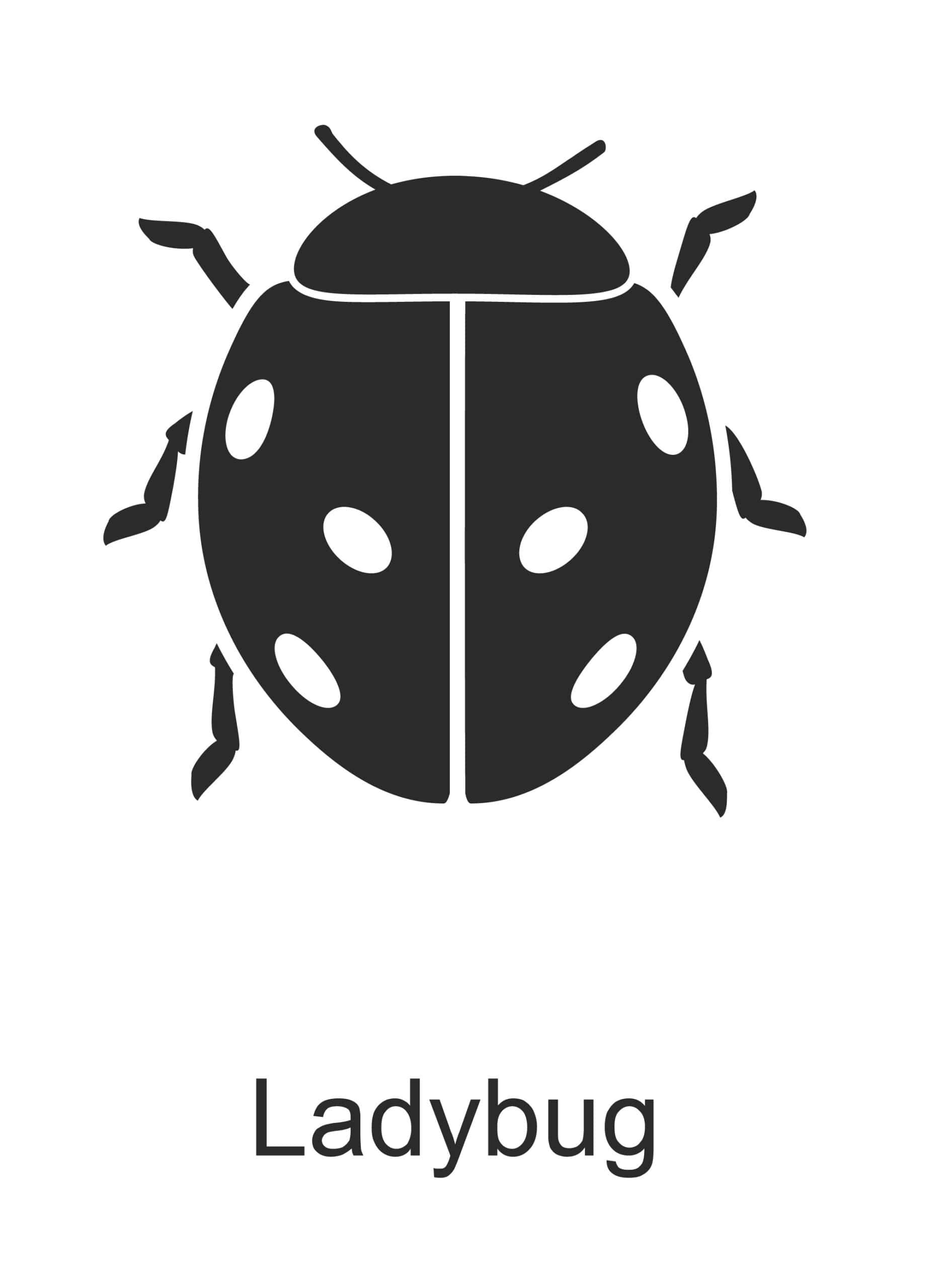 chinese ladybug parish pest control common household pest