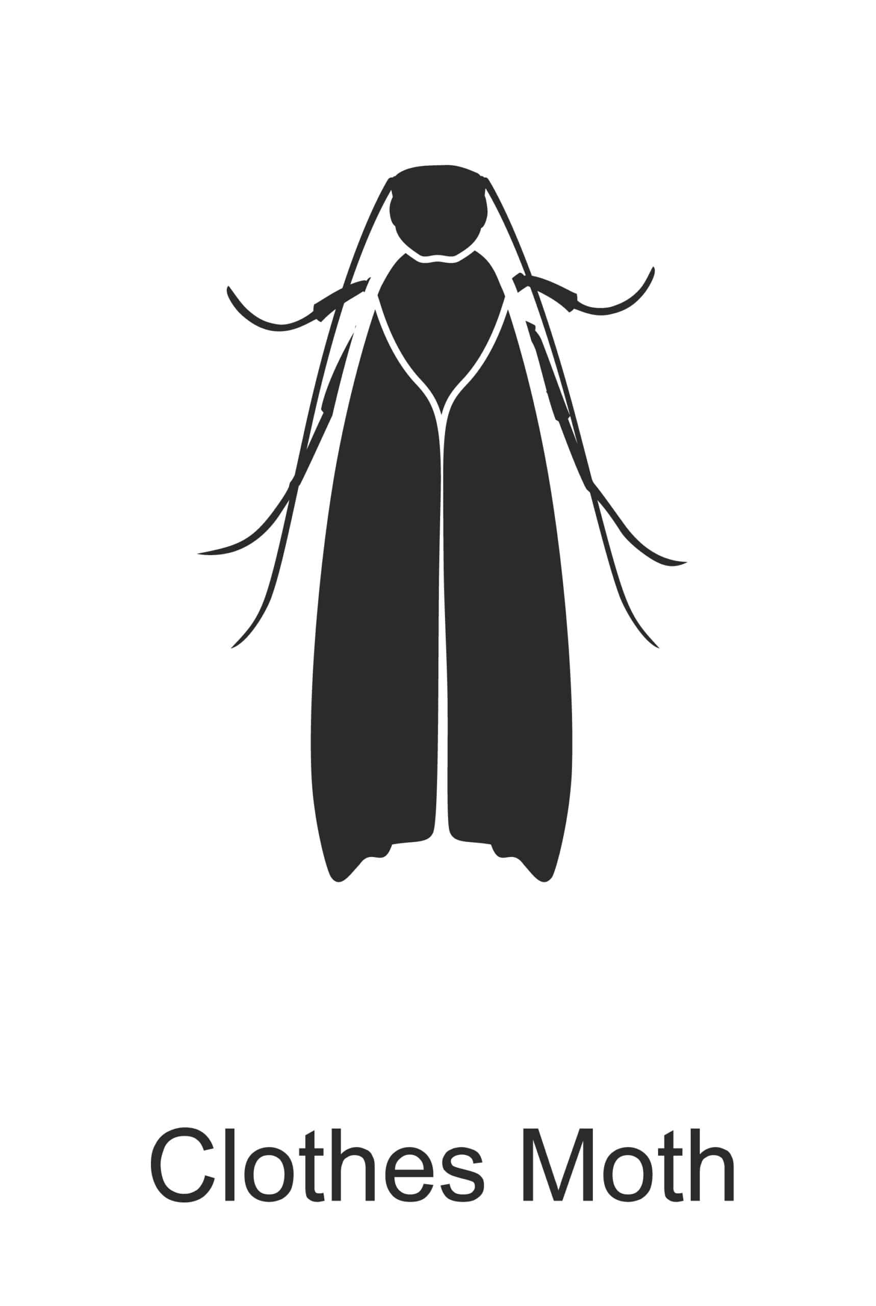 moth parish pest control common household pest