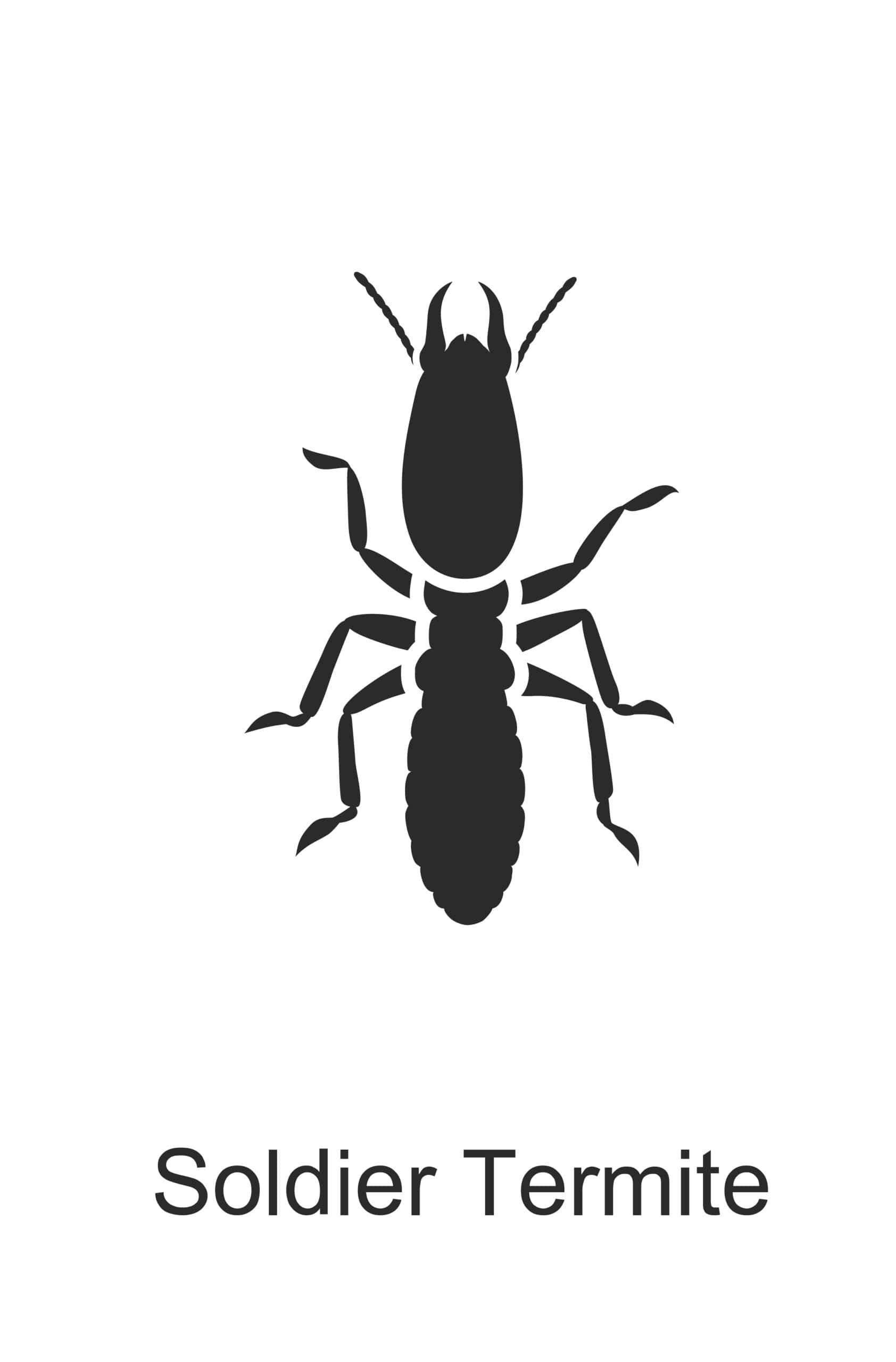 soldier termite parish pest control common household pest