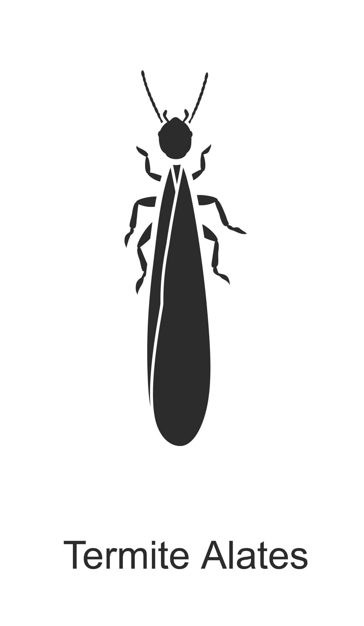 termite alates parish pest control common household pest