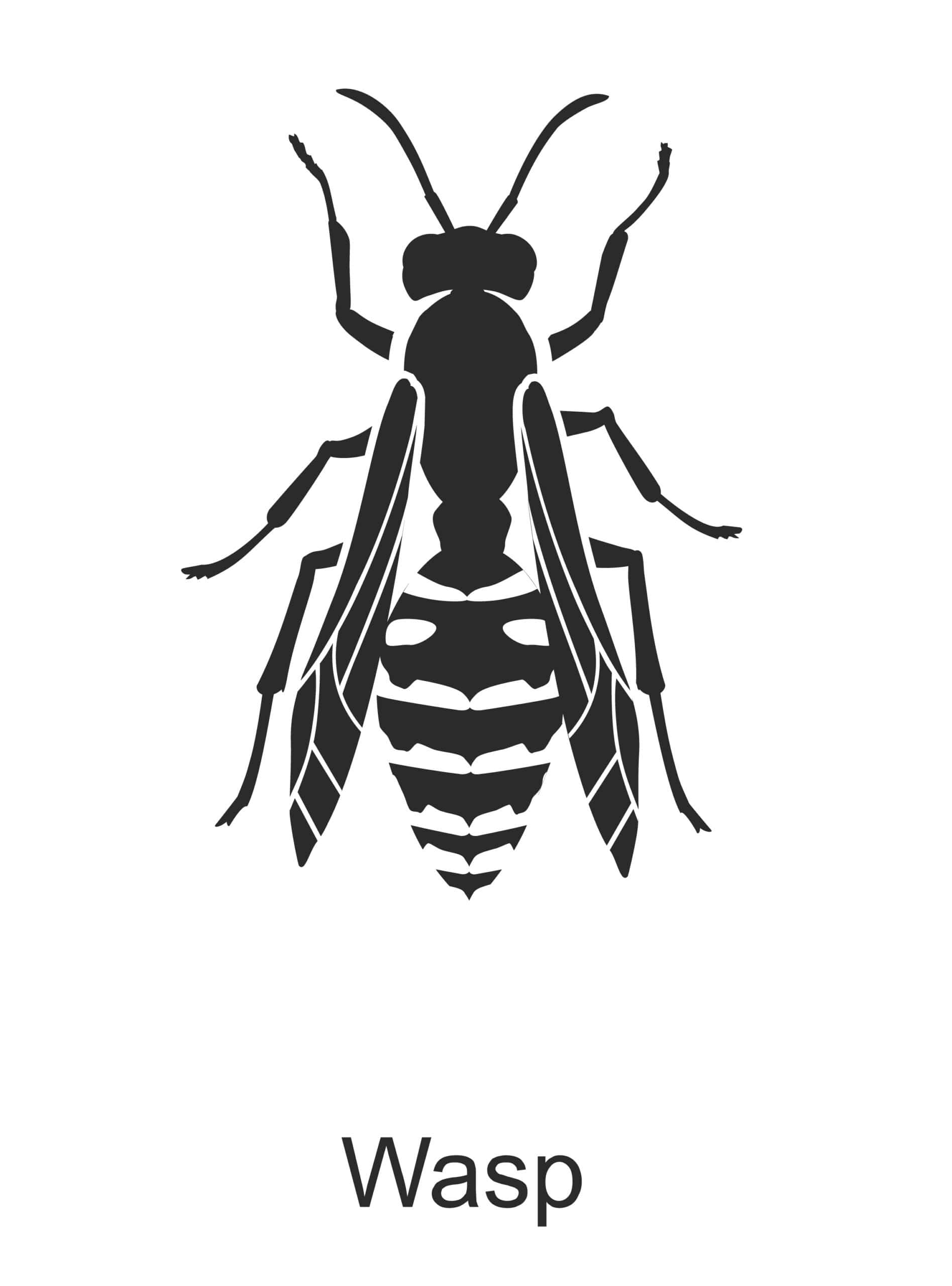 wasp parish pest control common household pest