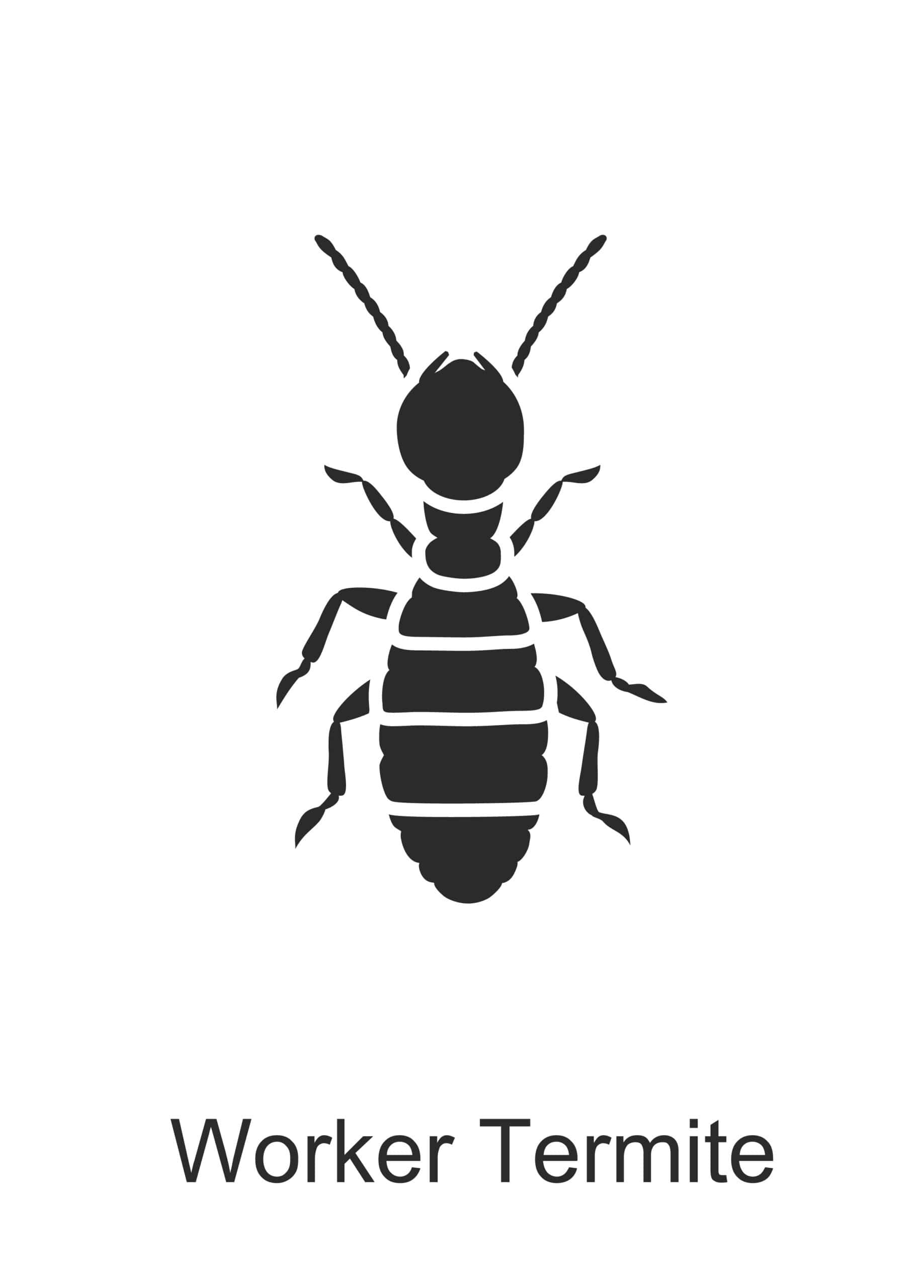 worker termite parish pest control common household pest
