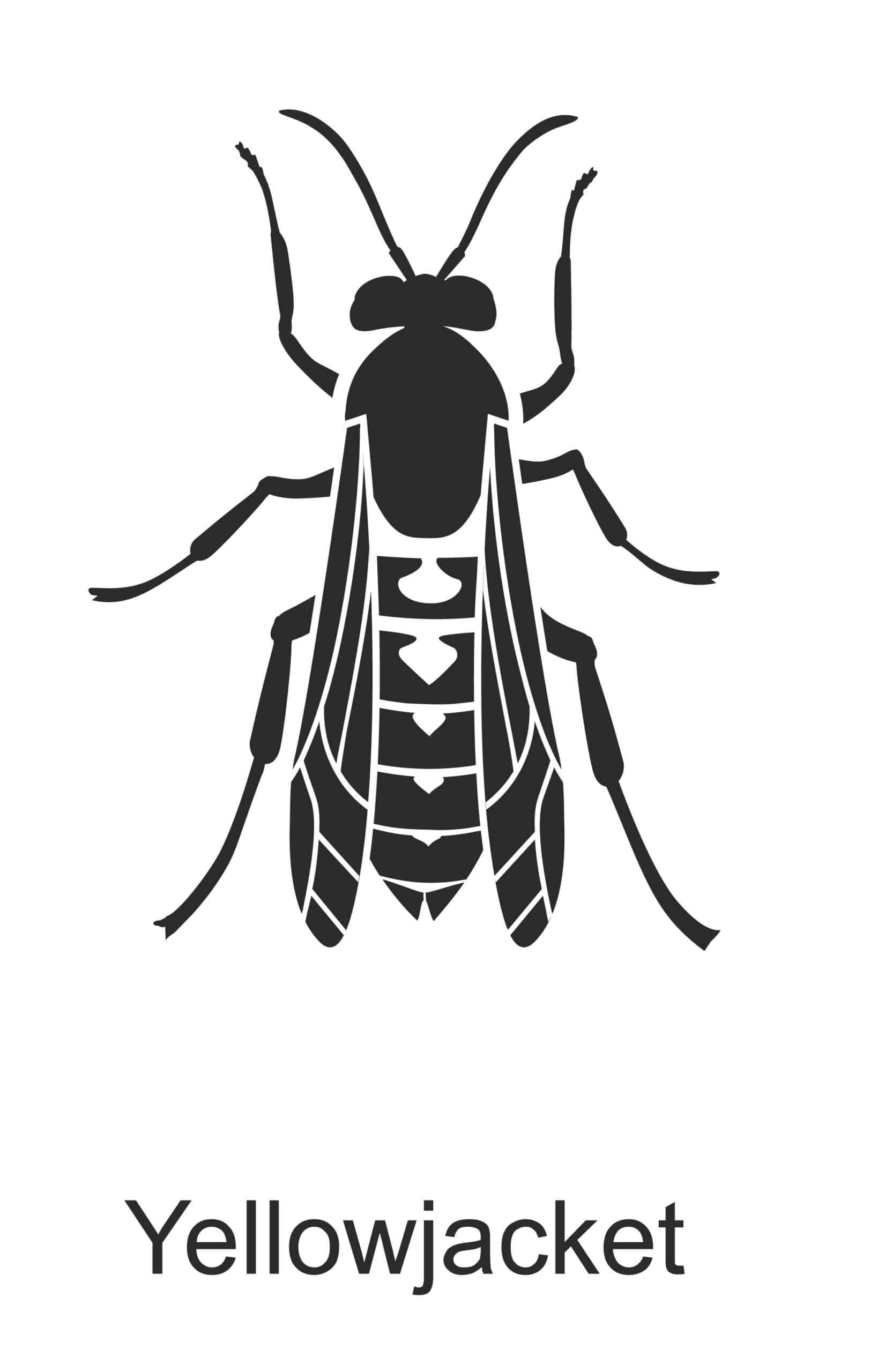 yellow jacket parish pest control common household pest