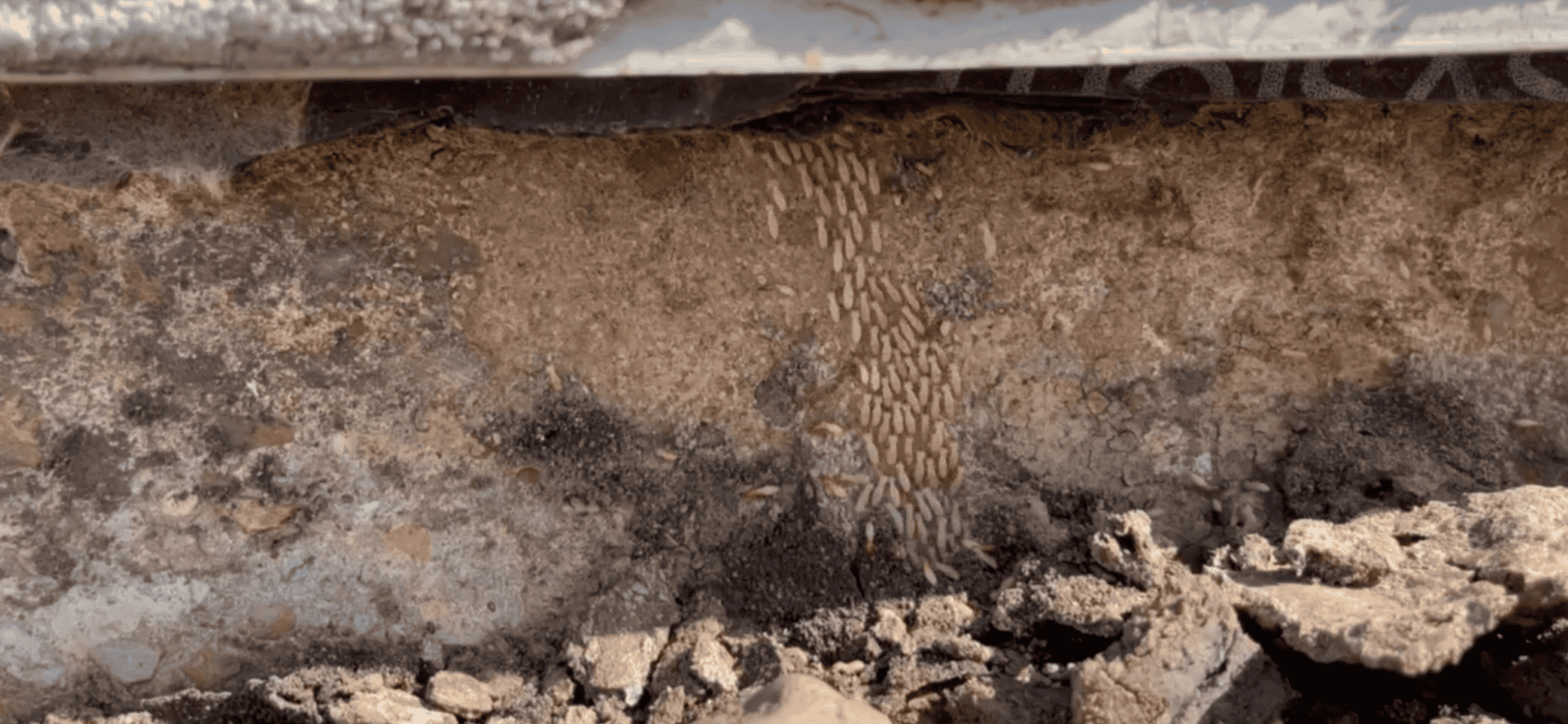 termites in baton rouge louisiana actively tunneling into a local home parish pest control top 5 Top 5 ways to keep subterranean termites out of your home.